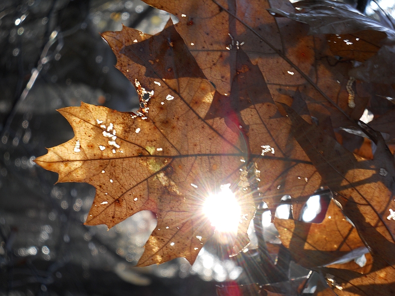 Sun Through Leaves