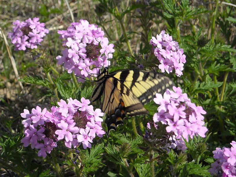 Tiger Swallowtail On Rose Verbana