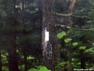 heading up kinsman ridge by mdjeeper in Trail & Blazes in New Hampshire