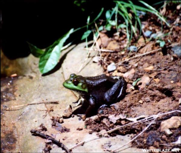 Bull Frog