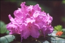 Rhododendrun by Hikehead in Flowers