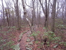 Heading Toward The Pinnacle by ~Ronin~ in Trail & Blazes in Maryland & Pennsylvania