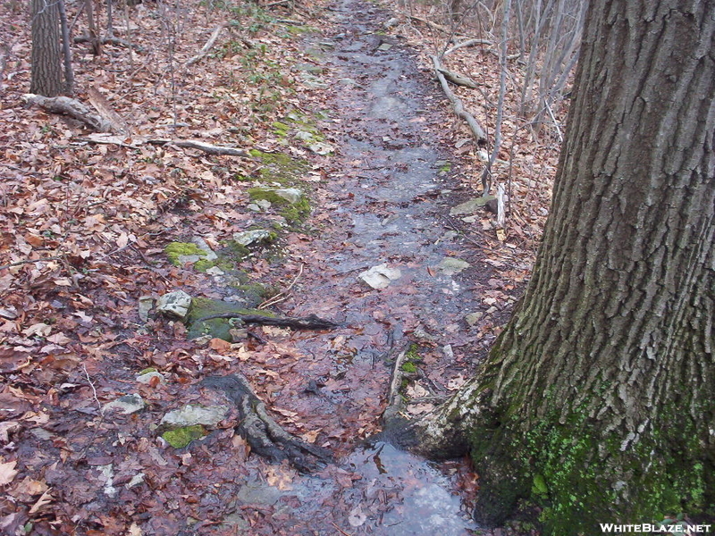 Waterlogged Trail 12/3/09