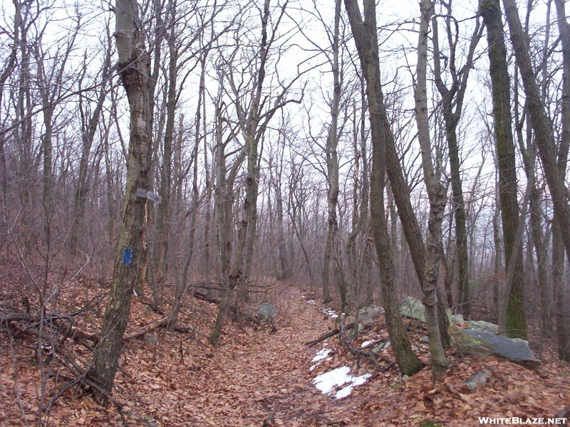 Looking Down Old Dresher Road