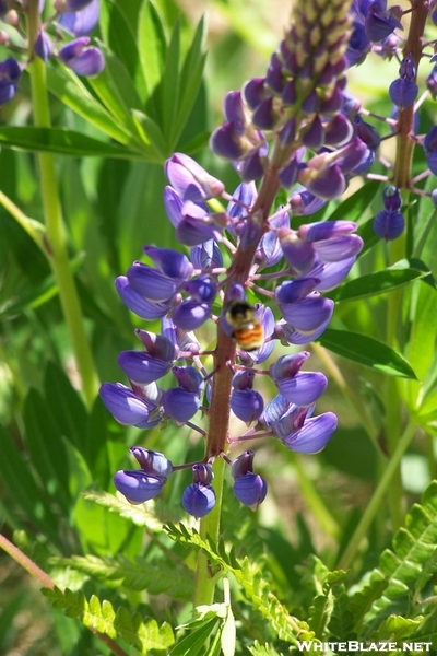 Lupin