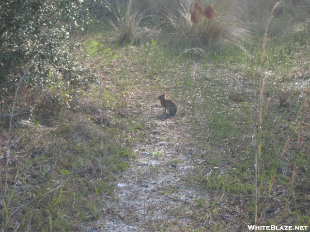 Lil Bunny I Have To Say This Is The Only Critter I Seen On My Walk