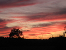 Sunset In The Forest Of Ocala