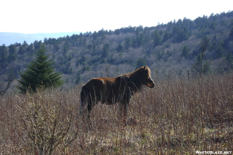 Pony Grayson Highlands Rusticus