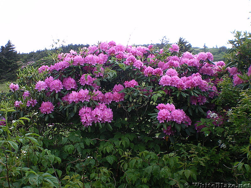 Roan flowers