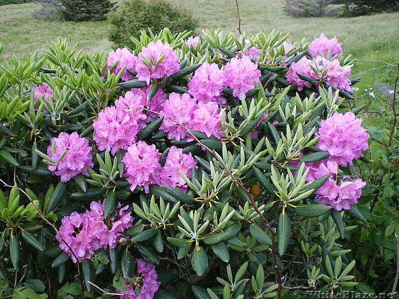 Roan flowers