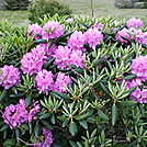 Roan flowers