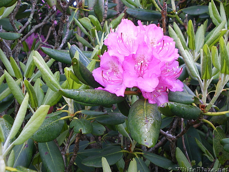 Roan flowers