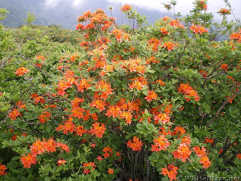 Roan flowers