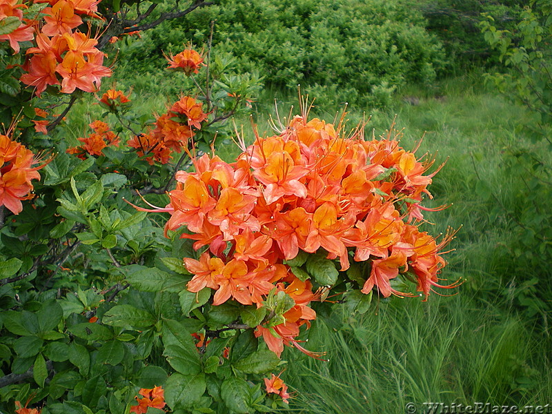 Roan flowers