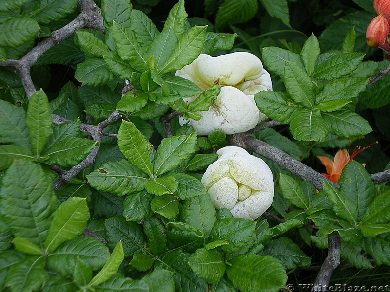 Roan flowers