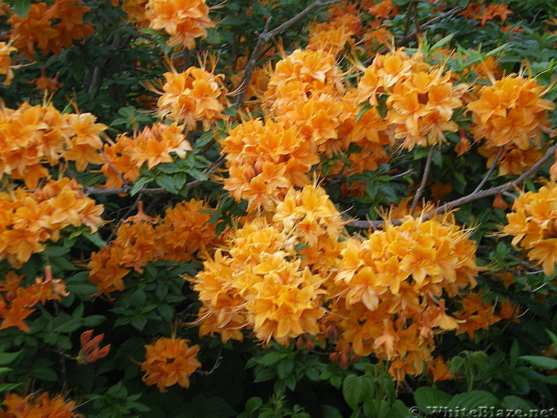 Roan flowers