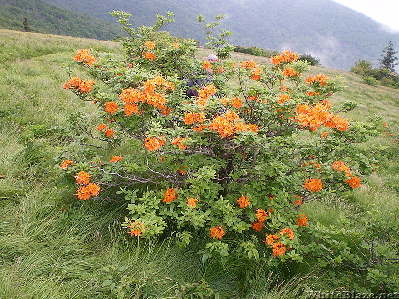 Roan flowers