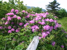 Views From Appalachian Trail (carver's Gap) Nc-tn by sarge95 in Views in North Carolina & Tennessee