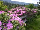 Views From Appalachian Trail (carver's Gap) Nc-tn