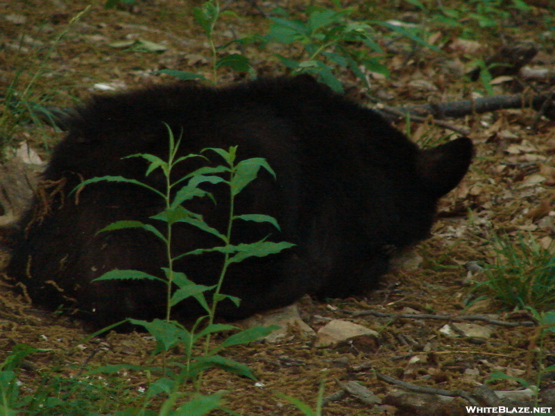 Virginia Bears