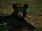 Virginia Bears