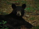 Virginia Bears by Bilbo in Bears