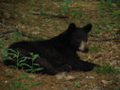 Virginia Bears