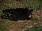Virginia Bears