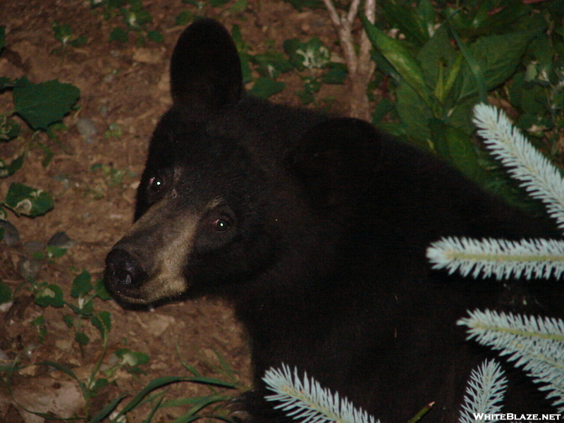 Virginia Bears