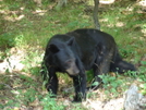 Virginia Bears by Bilbo in Bears