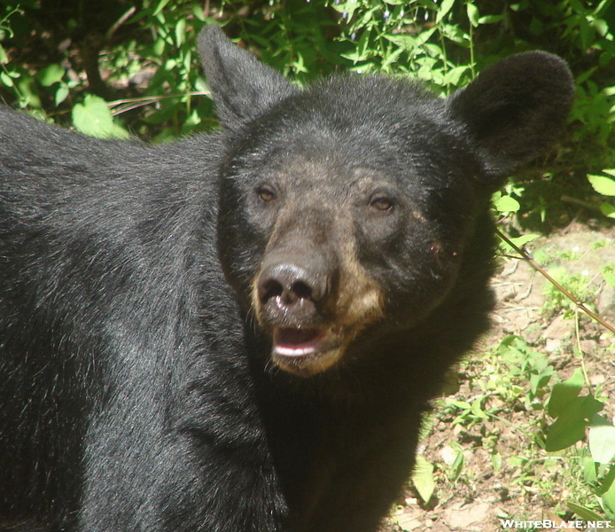 Virginia Bears