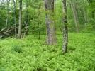 Levelland Mtn Ferns