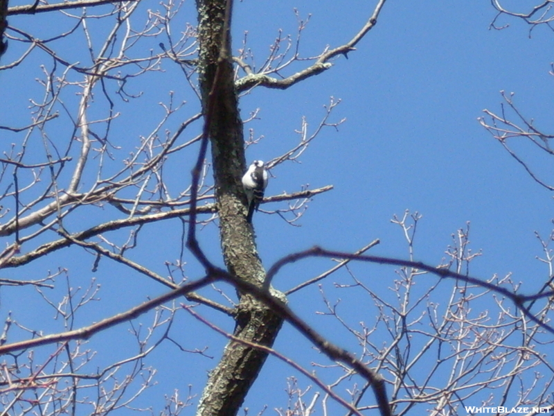 A Busy Woodpecker
