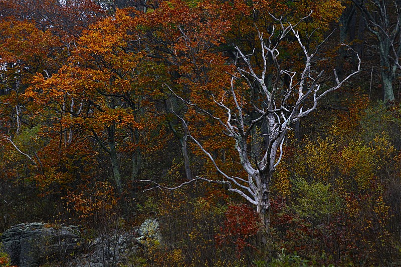 Fall on the Appalachian Trail