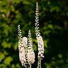 Wildflowers