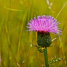 Wildflowers