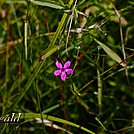 Wildflowers