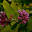 Big Meadows by Heald in Flowers