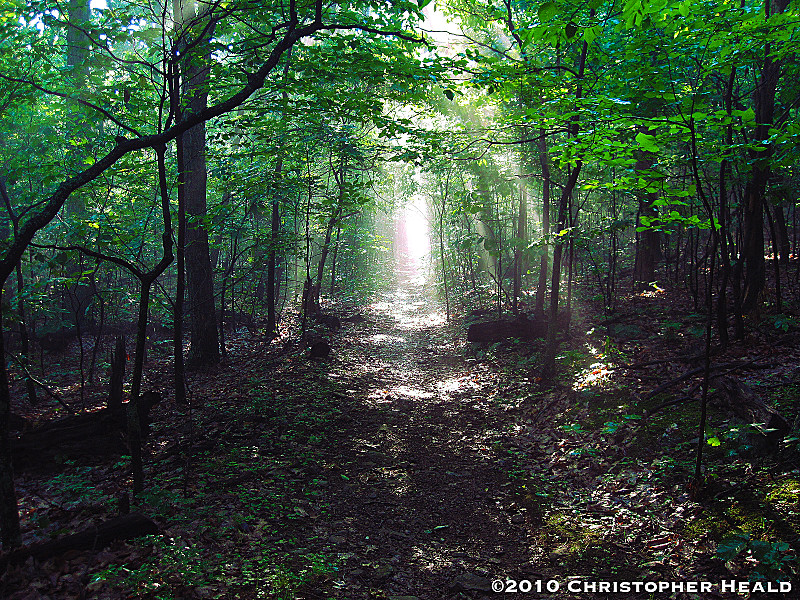 The AT near Hump Mtn