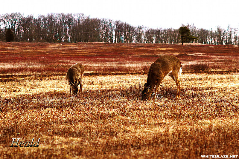 Grazing