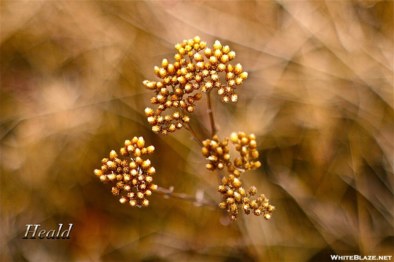 Big Meadows