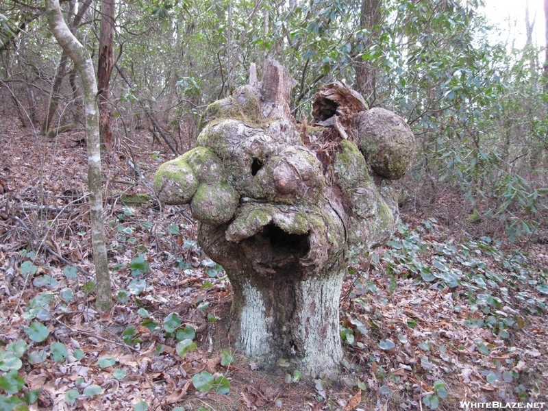 Strange Stump