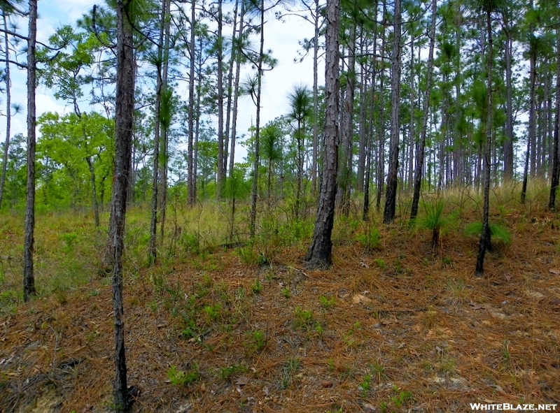 Torreya State Park