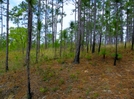 Torreya State Park