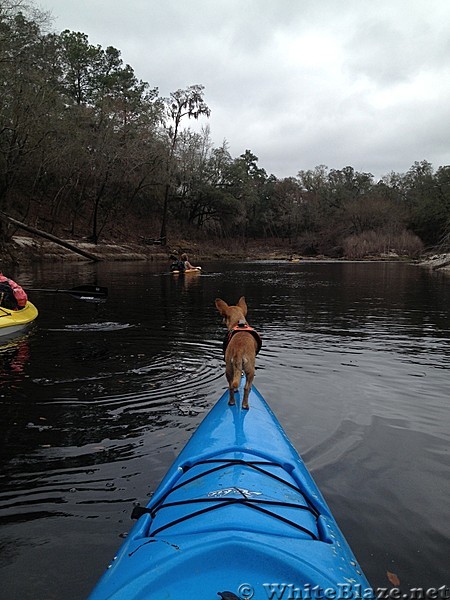 Brie - kayaking Chihuahua