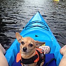 Brie - kayaking Chihuahua