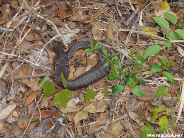 Big Shoals Florida Trail