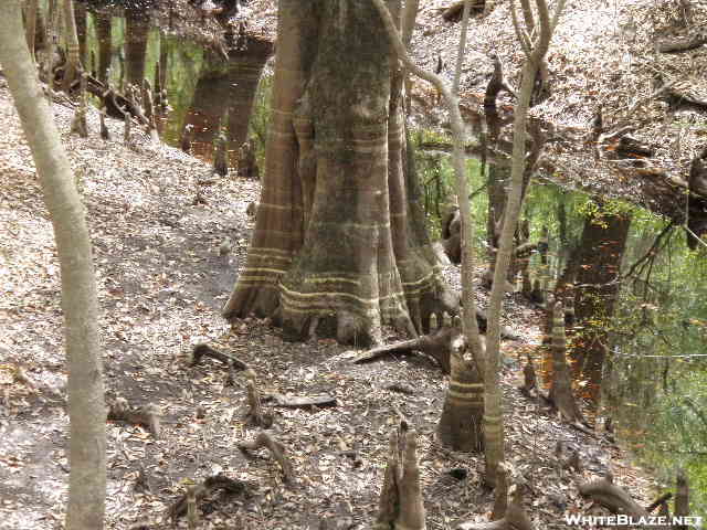 Big Shoals Florida Trail