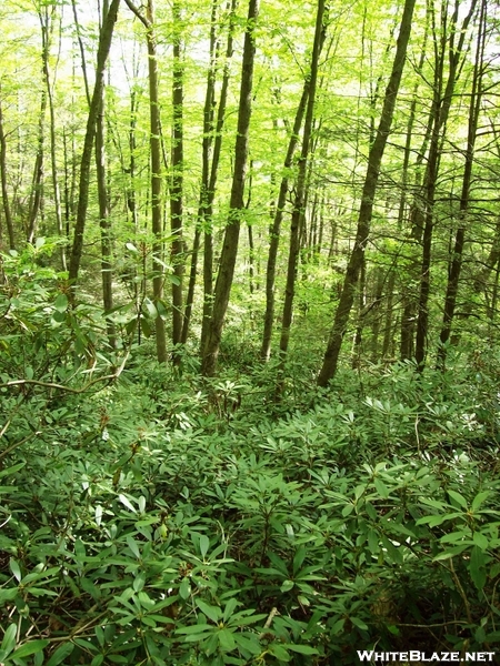 Delaware Water Gap