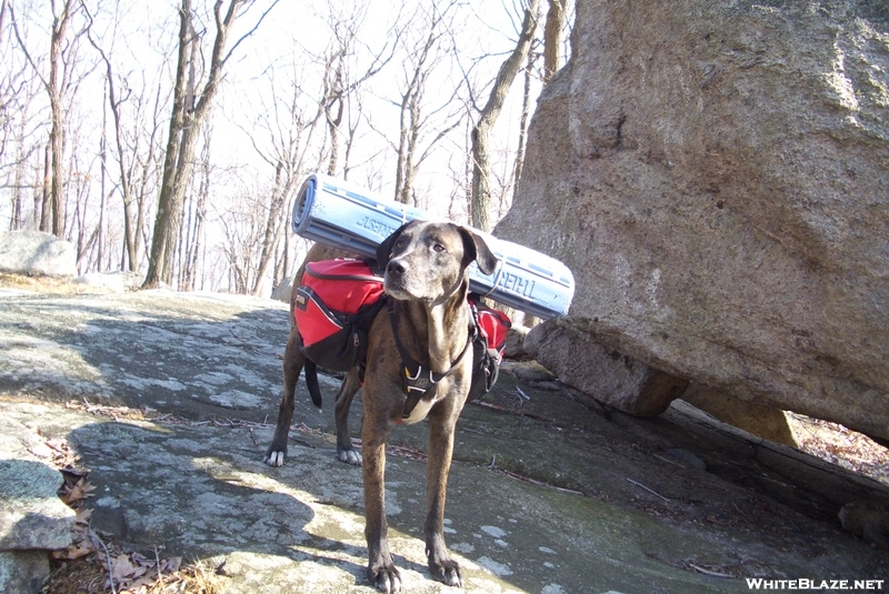 Jack With His Ruffwear Palisades Backpack And Cut Down Ridgerest